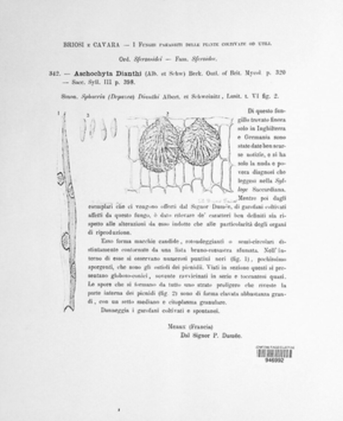 Septoria dianthi image
